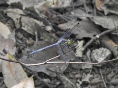 Agrionoptera longitudinalis biserialis