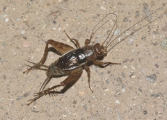 Neonemobius mormonius