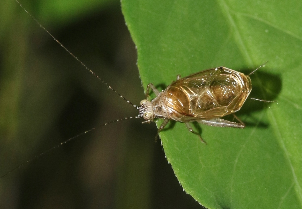 Ruby Road Trig from Santa Cruz, Arizona, United States on August 09