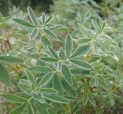 Thermopsis alpina