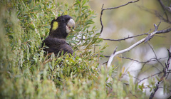 Zanda funerea funerea