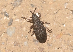 Glyphuroplata uniformis