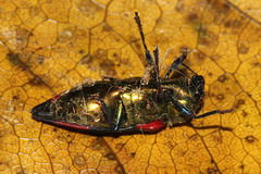 Castiarina producta