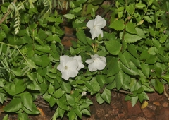 Mandevilla brachysiphon
