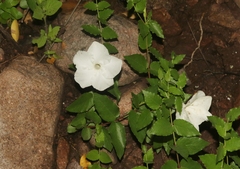 Mandevilla brachysiphon