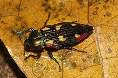 Castiarina producta