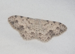 Scopula plantagenaria