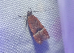 Eudactylota iobapta