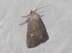 Condica begallo