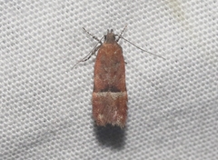 Eudactylota iobapta