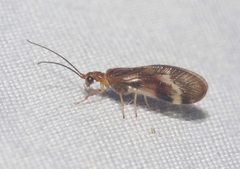 Climacia californica