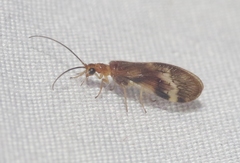 Climacia californica