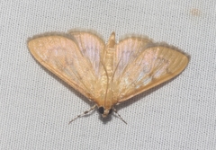 Psara dryalis