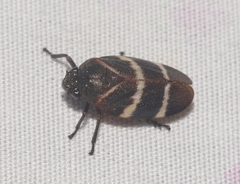 Aeneolamia albofasciata