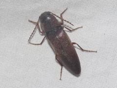 Diplostethus opacicollis