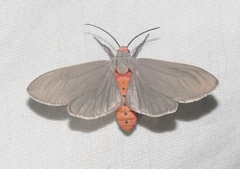 Pygarctia murina