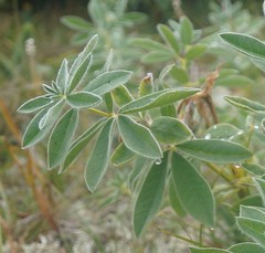 Thermopsis alpina