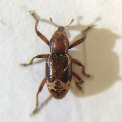 Tyloderma elegantulum