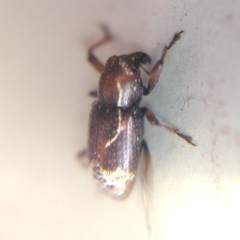 Tyloderma elegantulum
