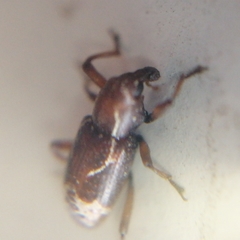 Tyloderma elegantulum