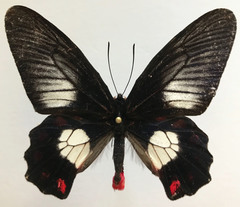 Pachliopta polydorus