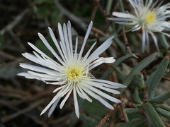 Lampranthus productus