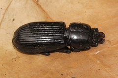 Aulacocyclus kaupii