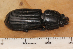 Aulacocyclus kaupii