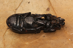 Aulacocyclus kaupii