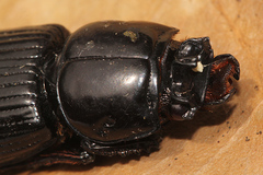 Aulacocyclus kaupii
