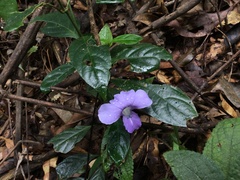 Barleria strigosa
