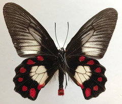 Pachliopta polydorus