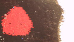 Pachliopta polydorus