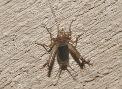 Neonemobius mormonius