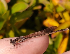 Sympecma paedisca