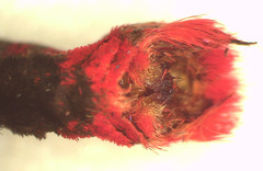 Pachliopta polydorus