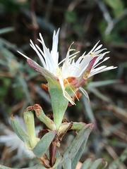 Lampranthus productus