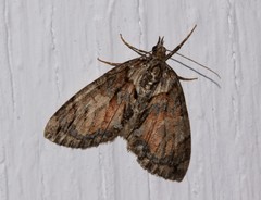 Hydriomena perfracta