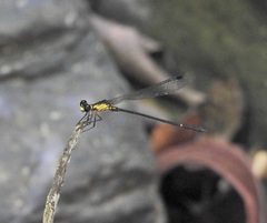 Lestoidea