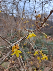 Forsythia koreana