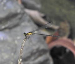 Lestoidea