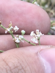 Eriogonum rotundifolium
