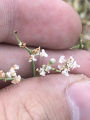 Eriogonum rotundifolium