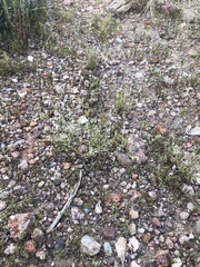 Eriogonum rotundifolium