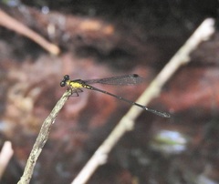 Lestoidea