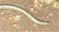 Afrotyphlops mucruso