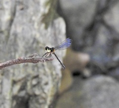 Lestoidea