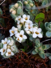 Pimelea mesoa macra