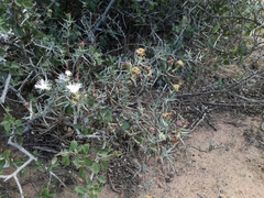 Lampranthus productus