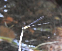 Lestoidea